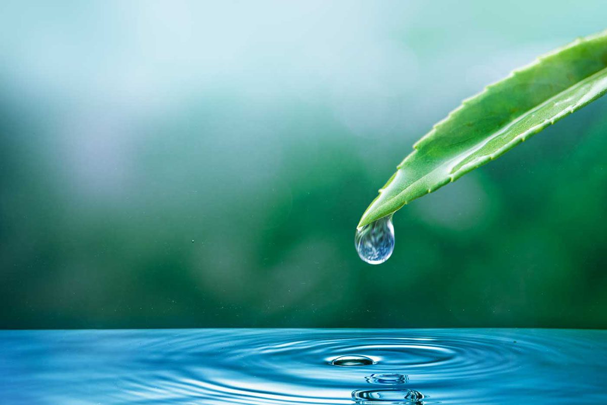 Save Water , Save Tree